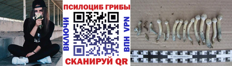 Купить закладки  Енисейск  Псилоцибиновые грибы MAGIC MUSHROOMS 